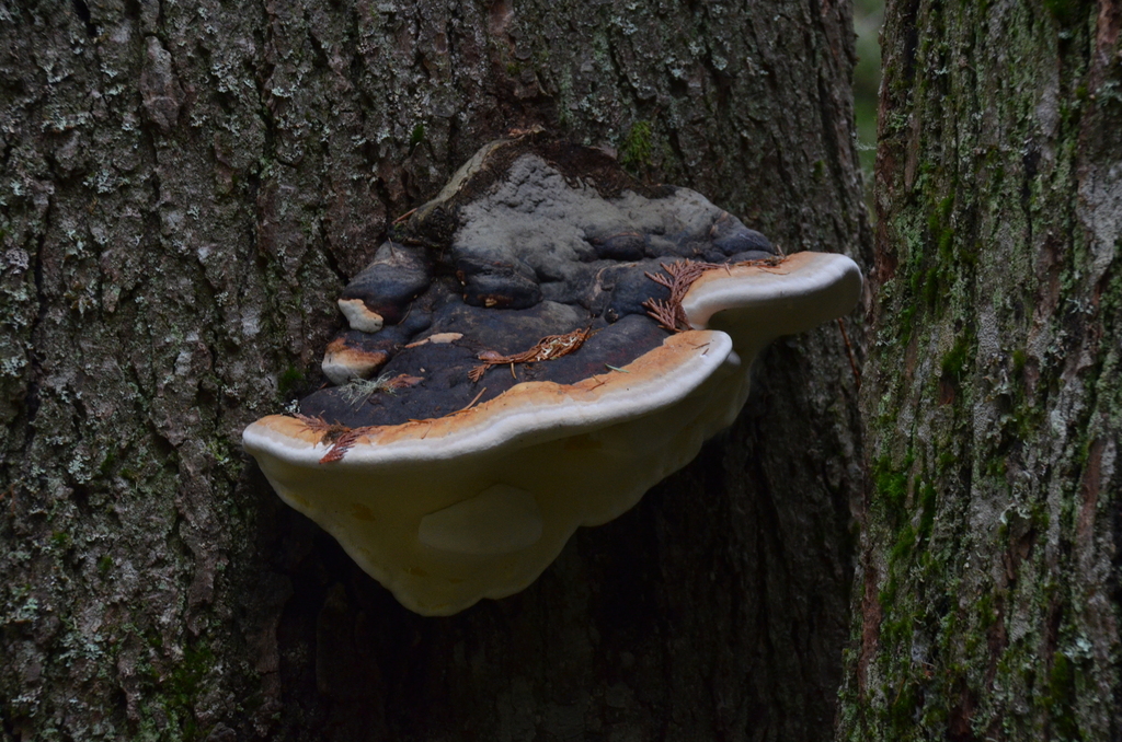Fomitopsis mounceae · November 2025 · photo: © lothlin (iNaturalist, cc-by)