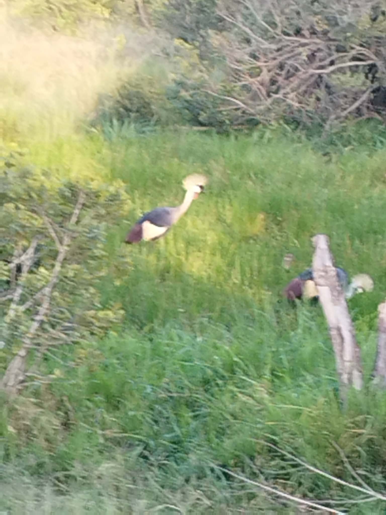 Grey Crowned Crane (Balearica regulorum), photo 2
