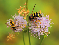 Spilomyia diophthalma