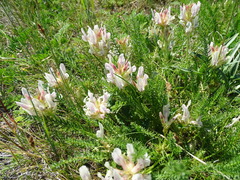 Oxytropis muricata