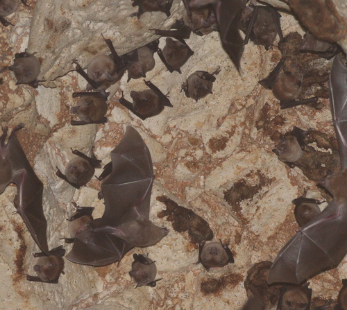 Brown Flower Bat