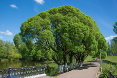 Salix euxina
