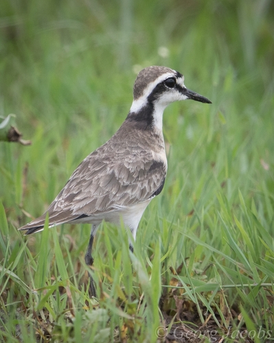 iNaturalist: (c) ugqira52-, some rights reserved (CC BY-NC) iNaturalist image