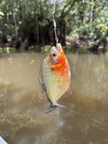 Pirambeba (Serrasalmus humeralis) — Serrasalmidae