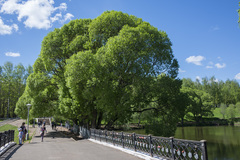 Salix euxina