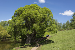 Salix euxina