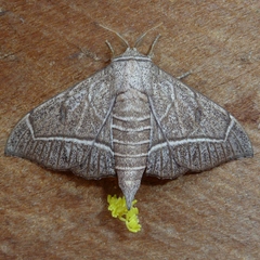 Bedosia trailii