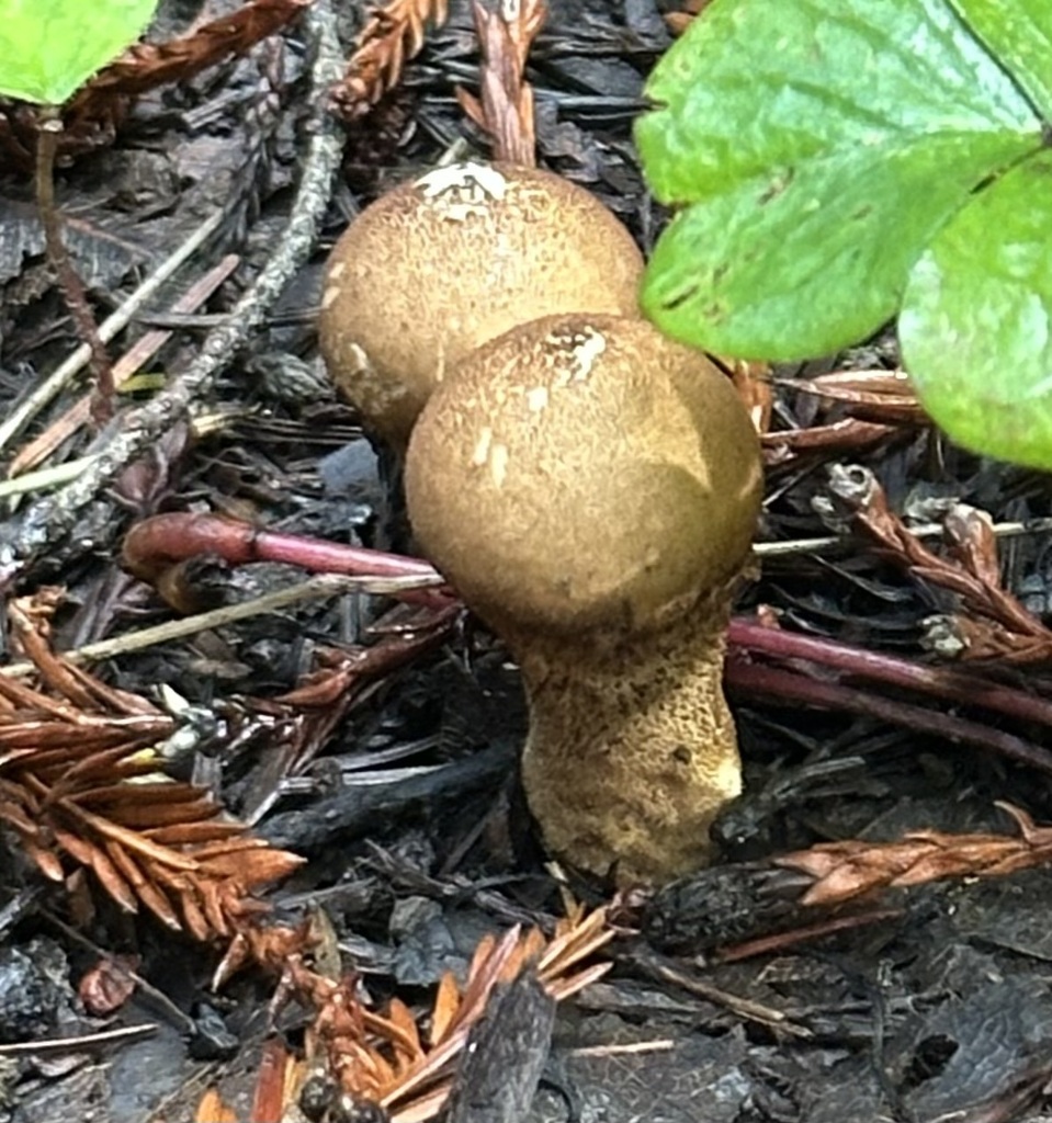 Lycoperdon umbrinum · December 2025 · photo: © barbarab (iNaturalist, cc-by)