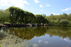 Salix euxina