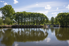 Salix euxina