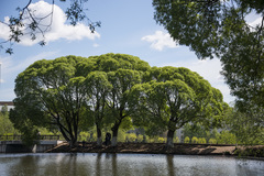 Salix euxina