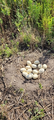 Greater Rhea (Rhea americana), photo 5