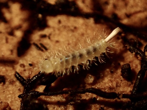 Lophoproctus jeanneli