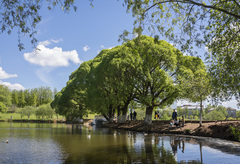 Salix euxina