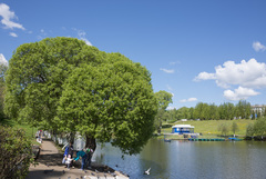 Salix euxina
