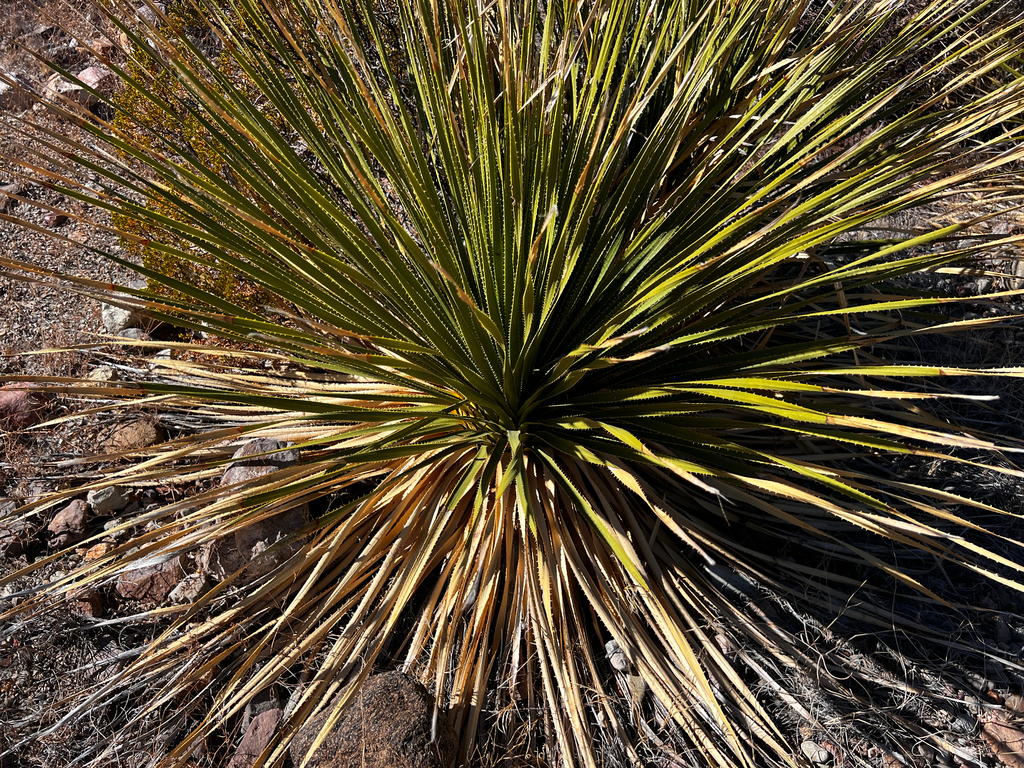 Dasylirion leiophyllum 2
