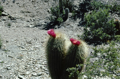 Trichocereus tarijensis