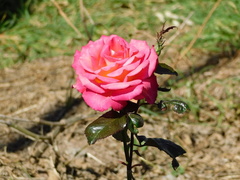 Rosa