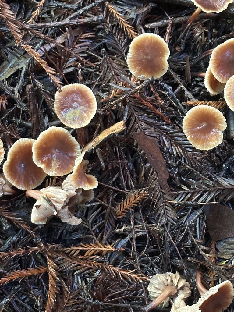Gymnopus brassicolens · December 2025 · photo: © barbarab (iNaturalist, cc-by)