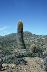 Trichocereus tarijensis