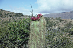 Trichocereus tarijensis