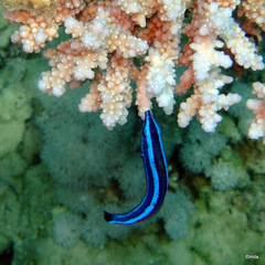 Larabicus quadrilineatus