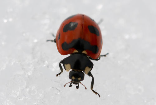 Transverse Lady Beetle