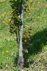 Populus × canescens