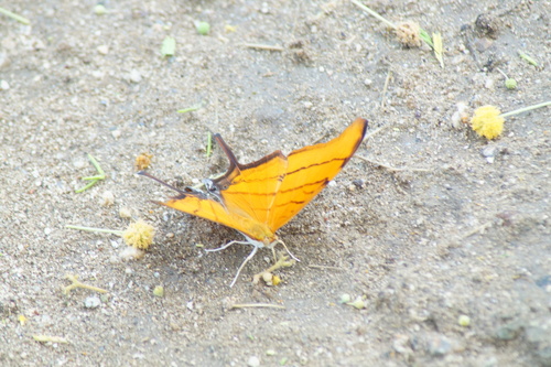 Mariposa alas de daga naranja