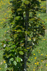 Populus × canescens