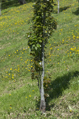 Populus × canescens
