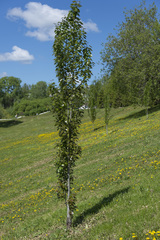 Populus × canescens