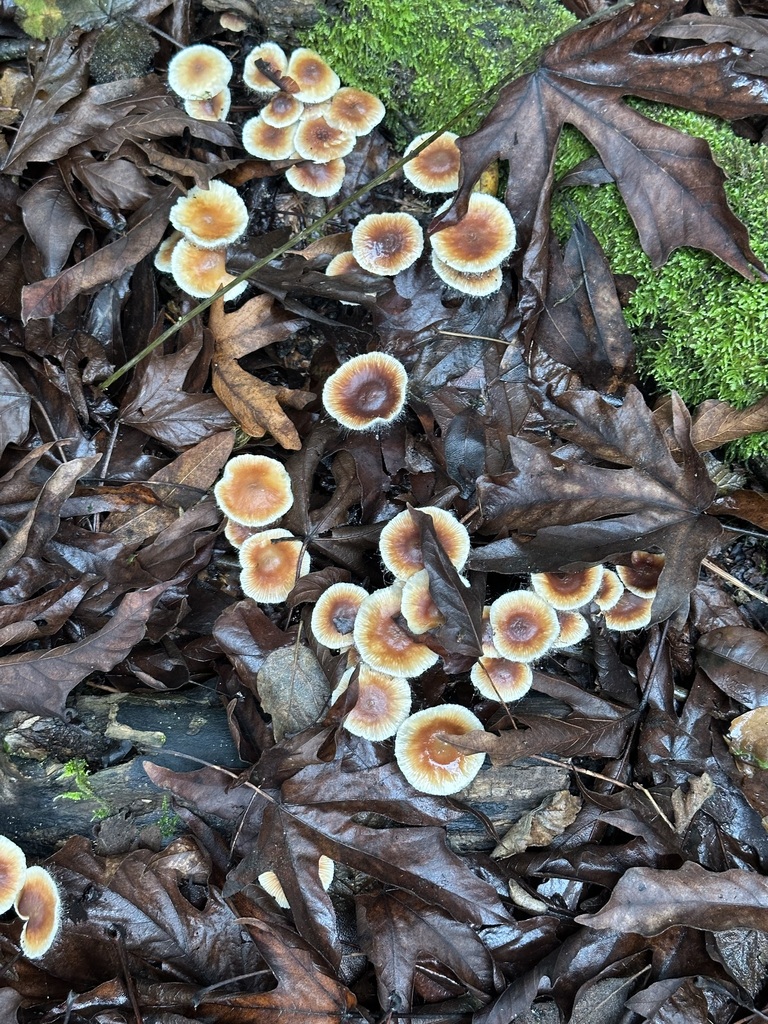 Gymnopus brassicolens · December 2025 · photo: © barbarab (iNaturalist, cc-by)