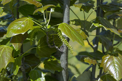 Populus × canescens