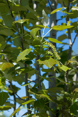 Populus × canescens