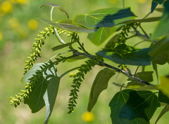 Populus × canescens