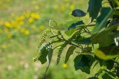 Populus × canescens