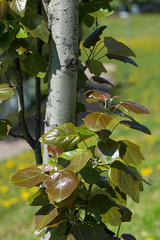 Populus × canescens