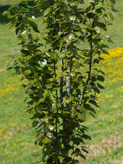 Populus × canescens