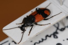 Panagaeus cruxmajor