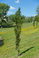 Populus × canescens