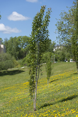 Populus × canescens
