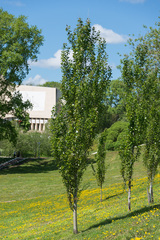 Populus × canescens