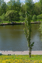 Populus × canescens