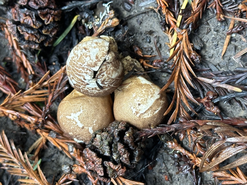 Lycoperdon umbrinum · December 2025 · photo: © barbarab (iNaturalist, cc-by)