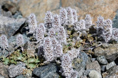 Lagopsis marrubiastrum