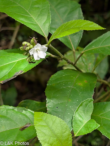 Anamu (Pavonia fruticosa)