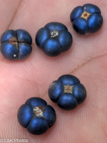 Bastard Hogberry (Margaritaria nobilis)