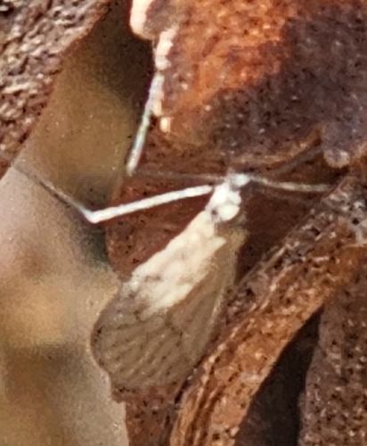 Unknown species found near Laurel Run, PA, USA