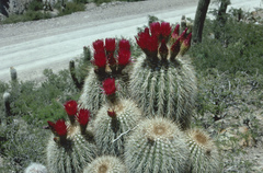 Trichocereus tarijensis